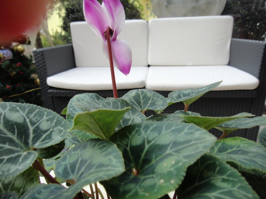 Residenza Cieloterra Guest House Ривоторто Екстериор снимка